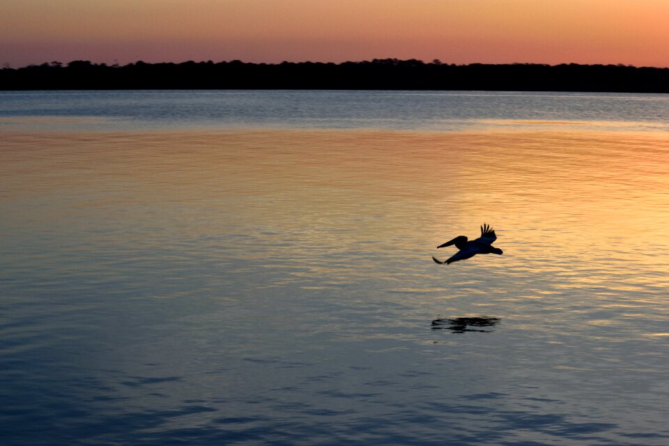Flying river wildlife