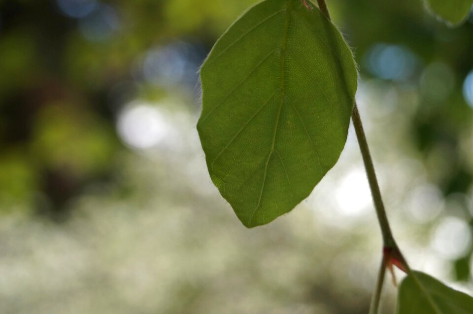 Nature growth close up