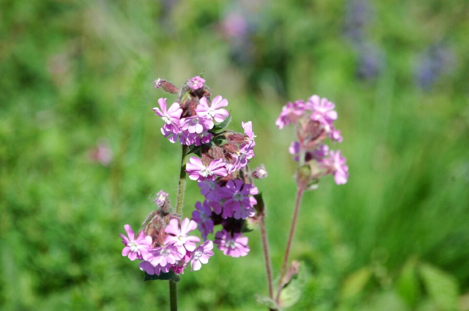 Summer field leaf