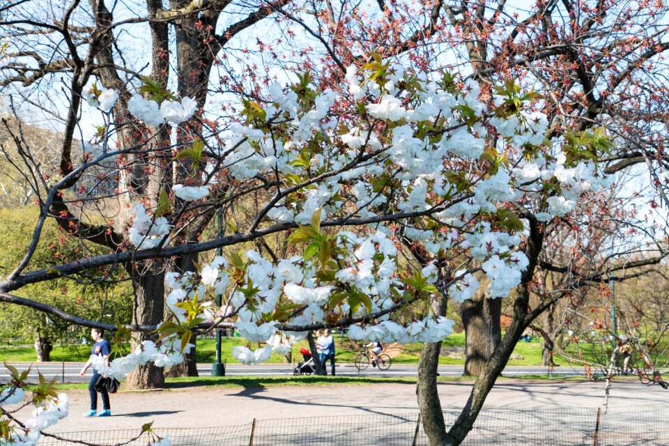 Tree branch season