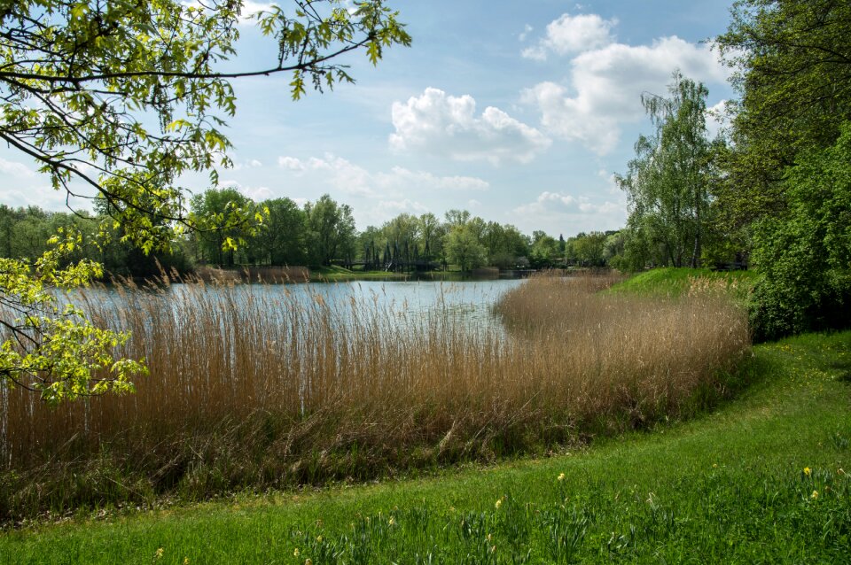 Landscape waters tree
