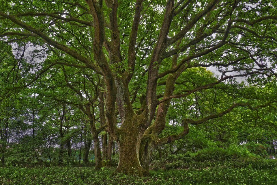 Wood leaves plant