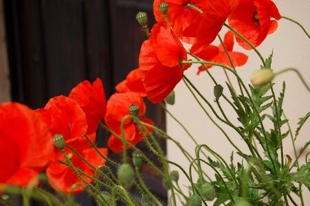 Poppies nature poppy red