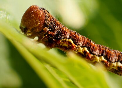 Larva caterpillar worm photo