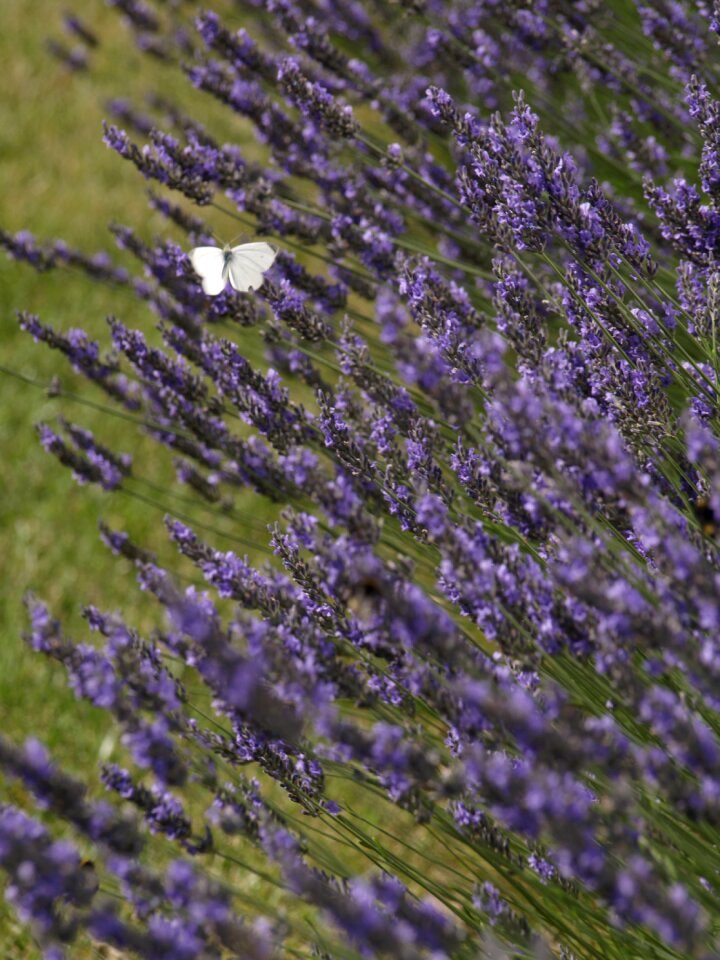 Flower nature perfume