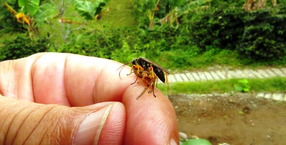 Insects wasp spider