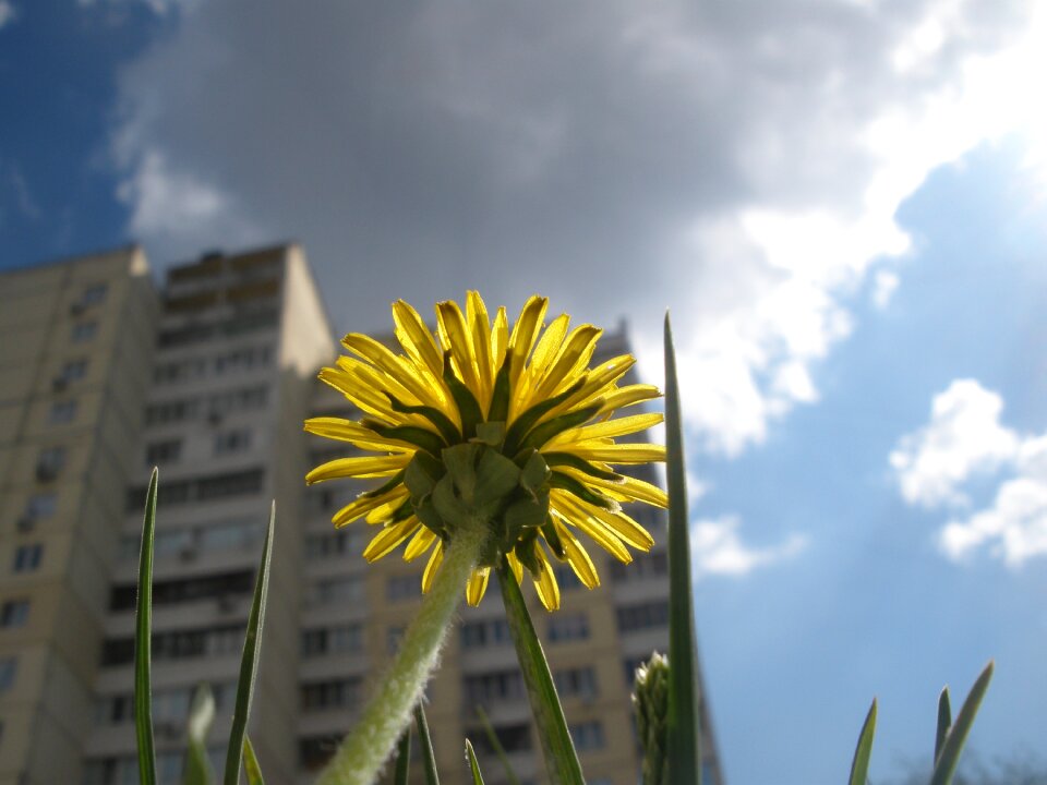 Summer growth