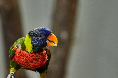 Lori bird animal world