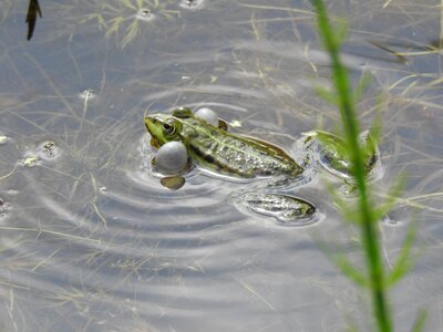 Pond the taj frog-male