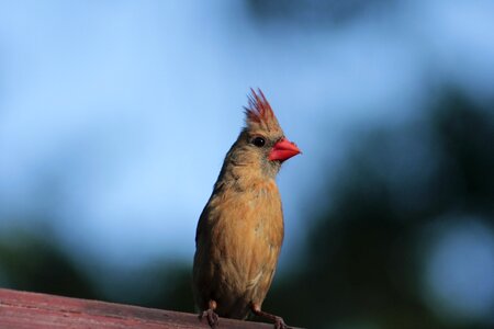 Outdoors female cardinal animal photo