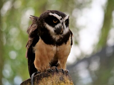 Bird nature animal