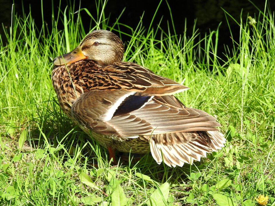 Animals duck beak