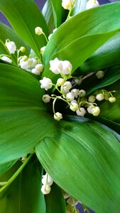 Flower floral thrush