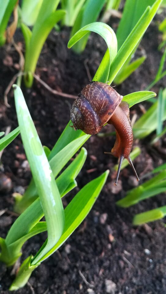 Sheet plant garden