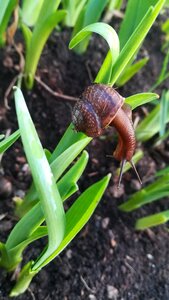Sheet plant garden