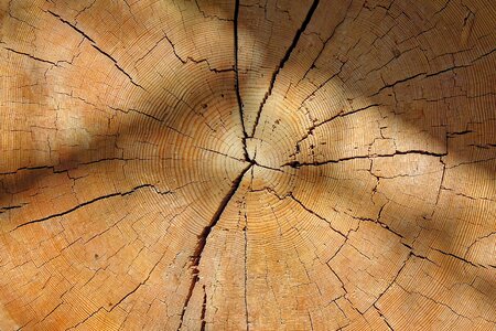 Log texture nature photo