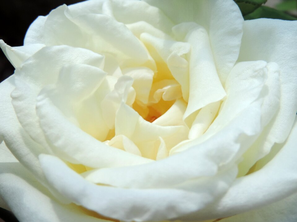 Romance petal white