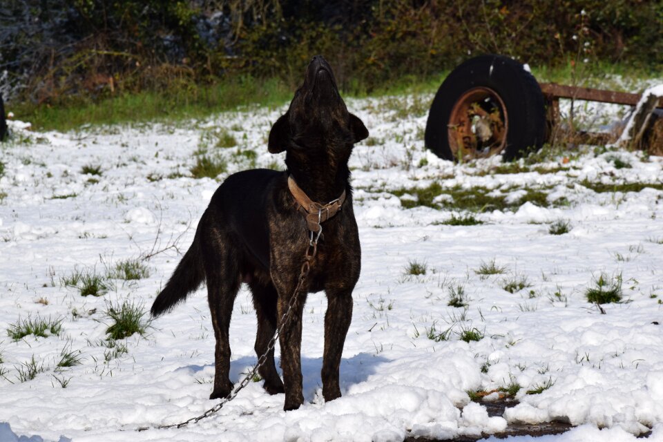 Cold outdoors dog