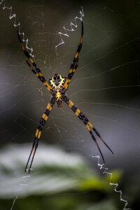 Insect trap photo