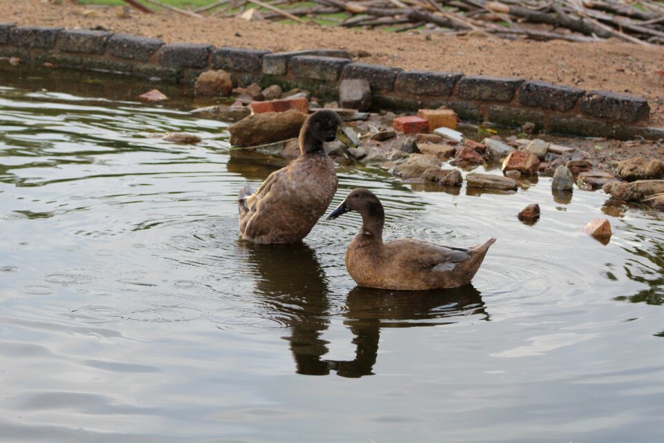 Wildlife outdoors duck