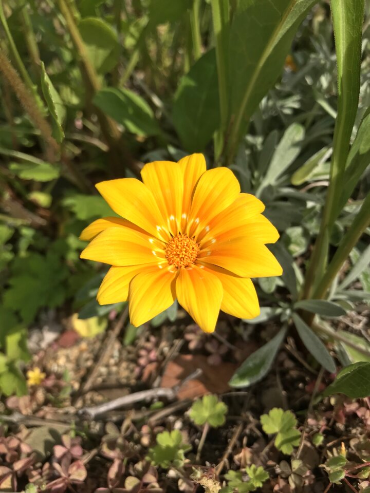 Garden outdoors cultivation