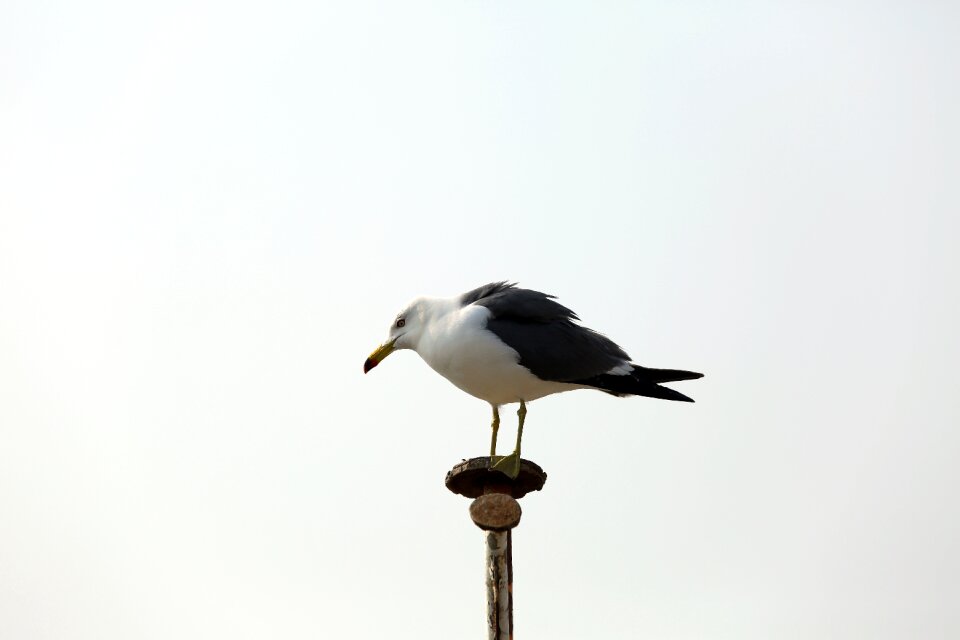 Wildlife nature seagull