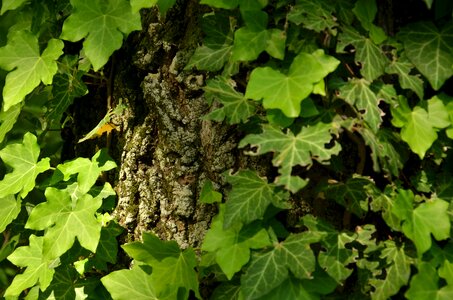 Growth vine tree