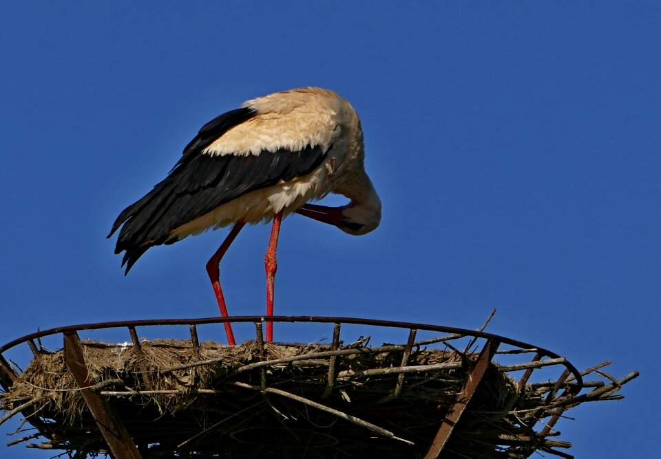 The nest migratory bird
