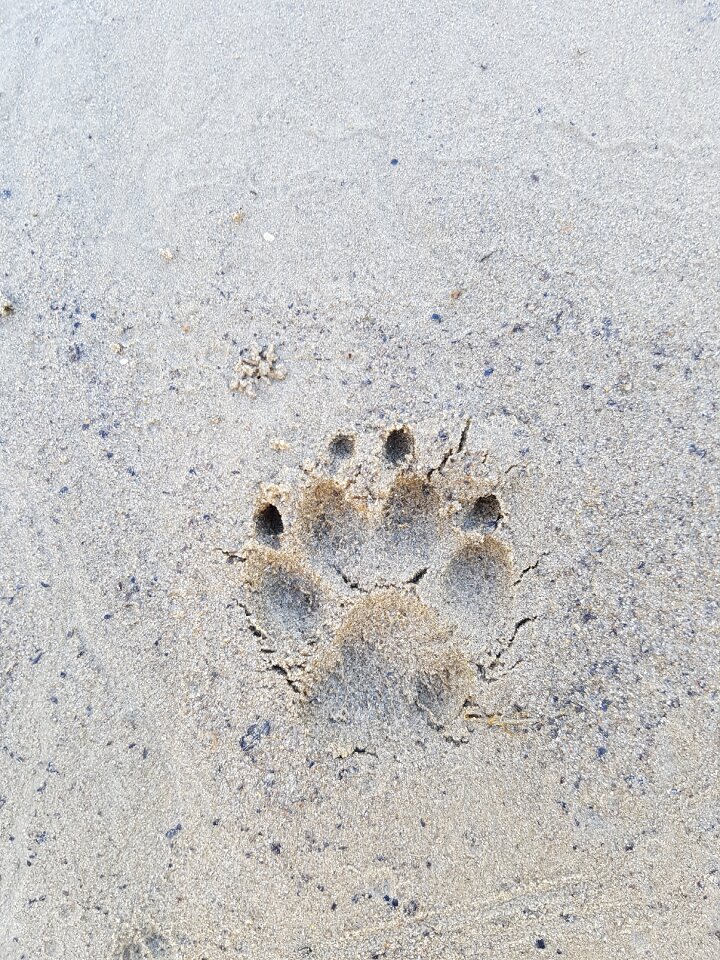 Texture nature sandy