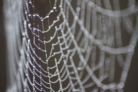 Dew cobweb drops