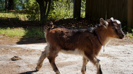 Wildlife outdoors goat