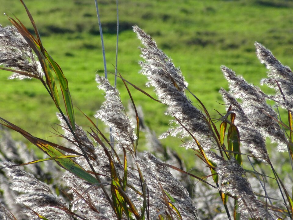 Plant season environment