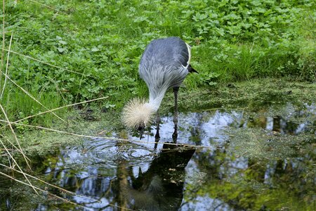 Crane grass animal world