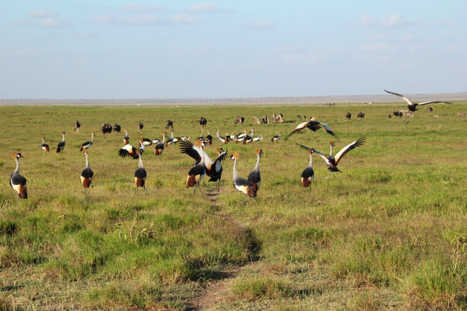 Field landscape amboseli