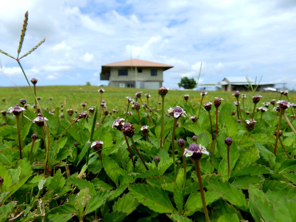 Flower agriculture farmhouse