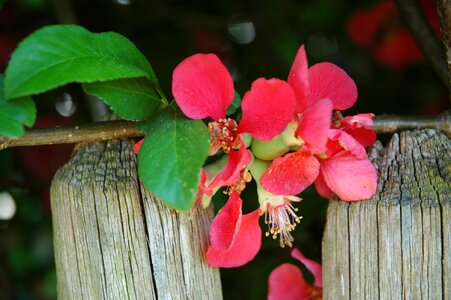 Leaf plant garden photo