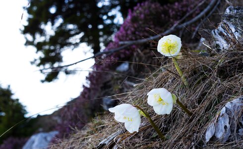 Flora season stationofinspiration