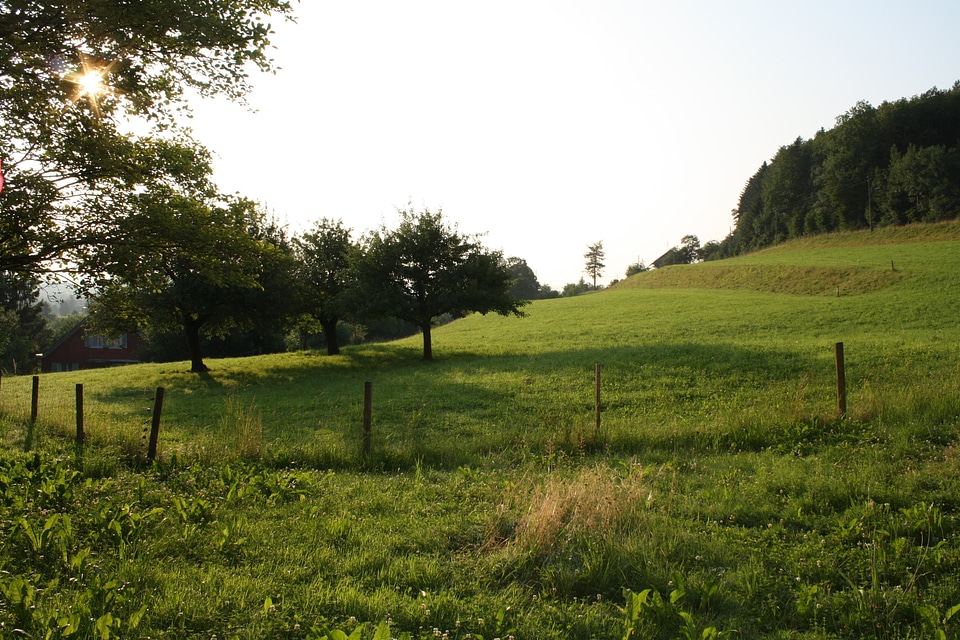 Sun morning pasture