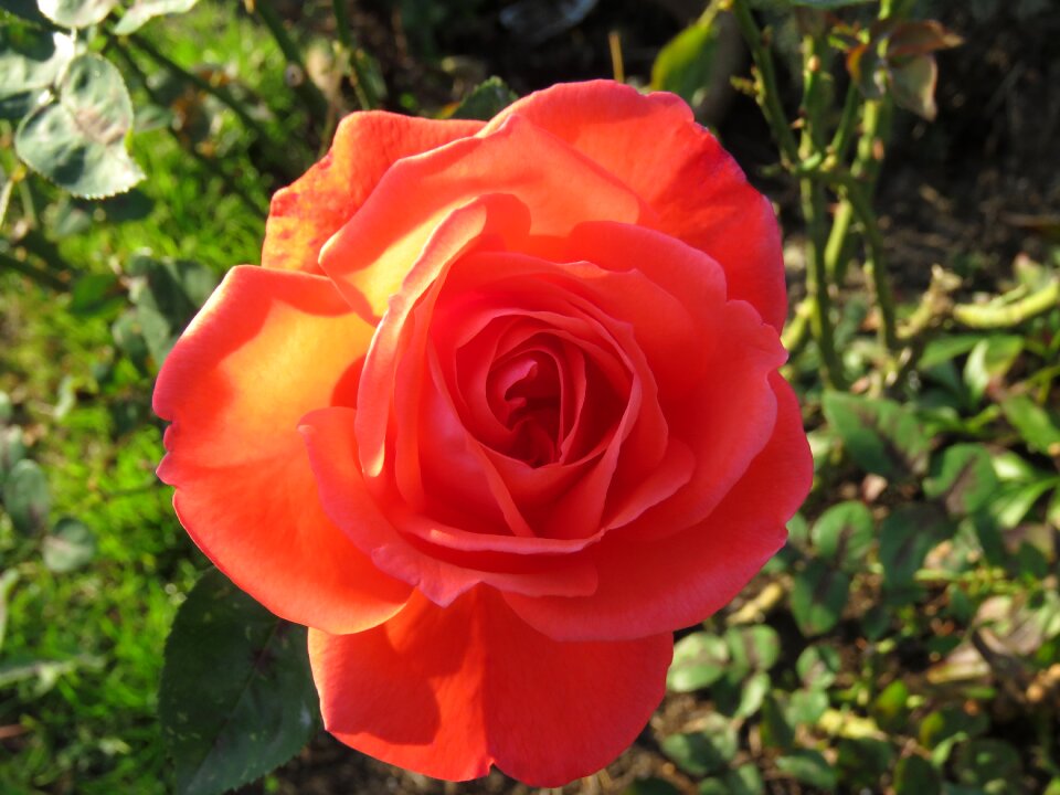 Nature plant petal