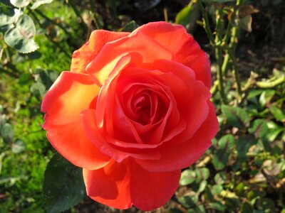 Nature plant petal