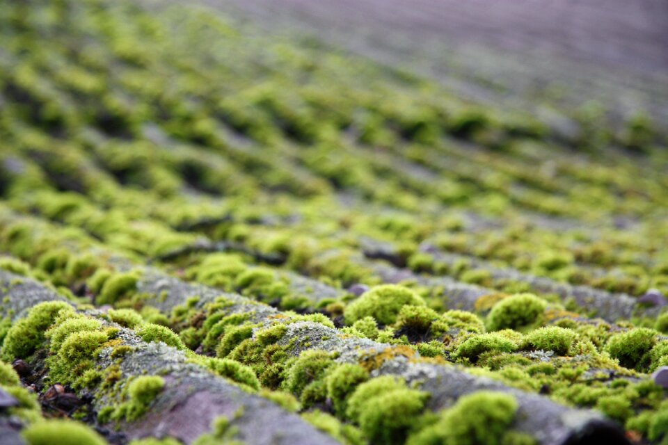 Mossy landscape bryophytes