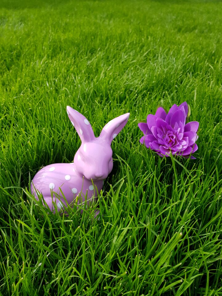 Meadow easter field