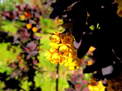 Leaf garden blossom photo