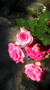 Rose floral photo