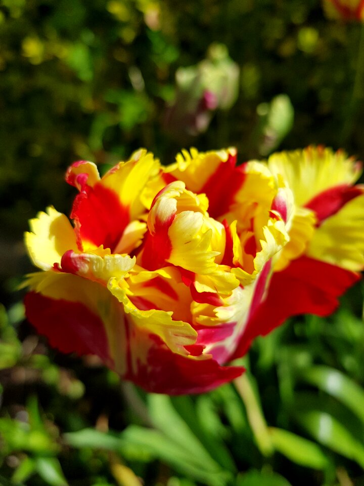 Garden leaf parrot tulip