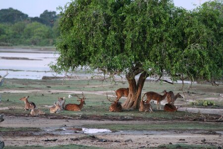 Animal landscape travel