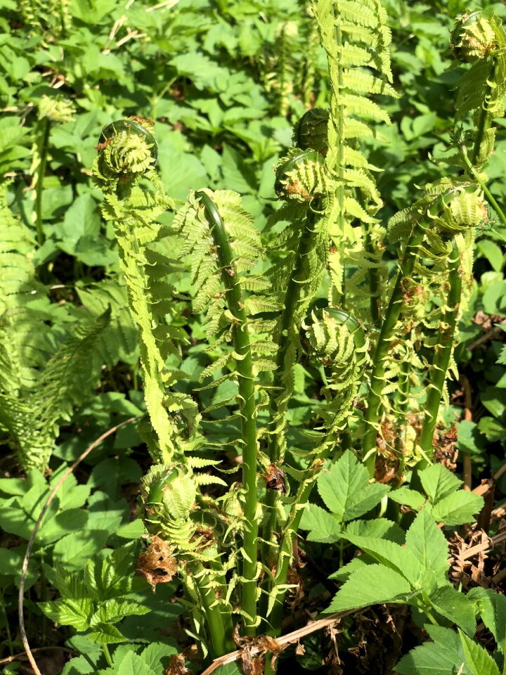 Nature growth green