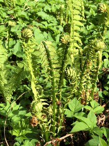 Nature growth green