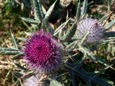 Plant purple flower picos de europa