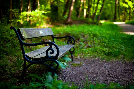 Park bench steigerwald in erfurt forest photo